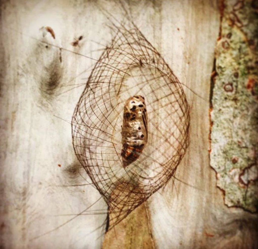 Cicada cocoon